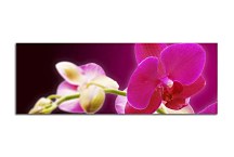 Obraz Orchidea zs18605