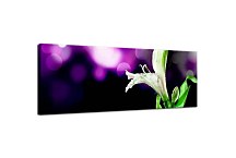 Obraz Panoráma Kvet zs18615