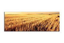 Obraz Panoráma Pole zs3204