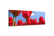 Obraz Panoráma Tulipán zs89