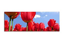 Obraz Panoráma Tulipán zs89
