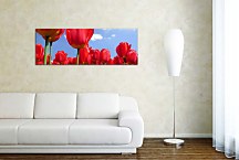 Obraz Panoráma Tulipán zs89