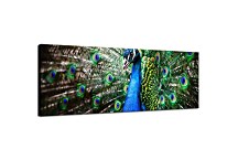 Obraz Panoráma Zvieratá zs133