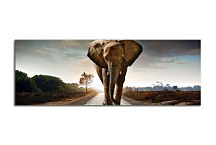 Obraz Panorámy Zvieratá zs122