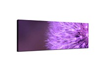 Obraz Púpava Panoráma zs18520