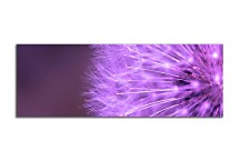 Obraz Púpava Panoráma zs18520