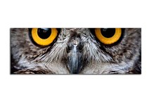 Obraz Sova zs3192