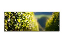 Obraz Vinič Panoráma zs18573