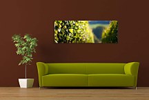 Obraz Vinič Panoráma zs18573