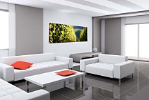 Obraz Vinič Panoráma zs18573