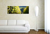 Obraz Vinič Panoráma zs18573