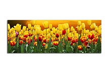 Obraz z fotografie Panoráma zs98