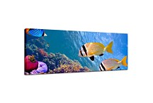 Obraz Morské rybičky zs131