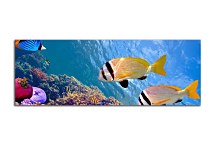 Obraz Morské rybičky zs131