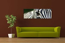 Obraz zebra zs119