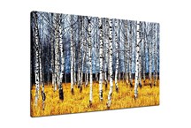 Obraz Brezový háj zs29179