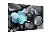 Obraz Blue orchid zs29023