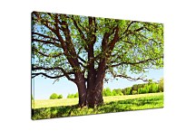 Obraz Košatý strom zs29144