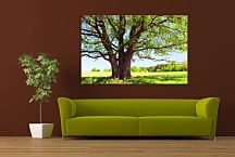 Obraz Košatý strom zs29144