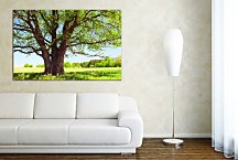 Obraz Košatý strom zs29144