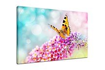 Farebný obraz s motýľom zs29195