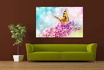 Farebný obraz s motýľom zs29195