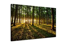 Obraz Listnatý les zs29253