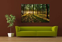Obraz Listnatý les zs29253