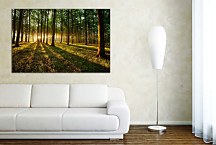 Obraz Listnatý les zs29253
