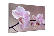 Obraz Orchidea fialová zs29017