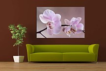 Obraz Orchidea fialová zs29017