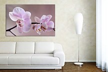 Obraz Orchidea fialová zs29017