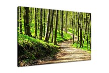 Obraz Lesná cestička so stromami 29307