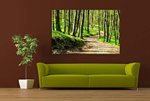 Obraz Lesná cestička so stromami 29307