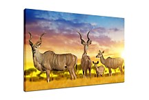 Obraz Antilopy pri západe slnka 29111