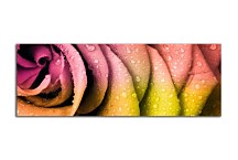 Obraz Kvety Panoráma zs90