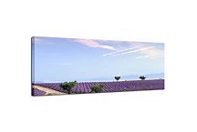 Obrazy Levanduľové pole zs3240