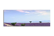 Obrazy Levanduľové pole zs3240