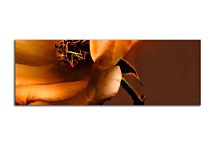 Obraz Panorámy Kvetov zs342