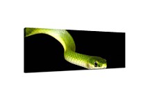 Panoráma Obraz Had zs10129