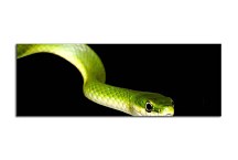 Panoráma Obraz Had zs10129