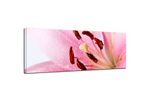 Panoráma Kvety Obraz zs18581