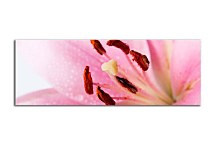 Panoráma Kvety Obraz zs18581