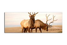 Obrazy Zvieratá zs3157