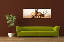 Obrazy Zvieratá zs3157