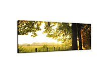 Obrazy Panoráma Stromy zs3260