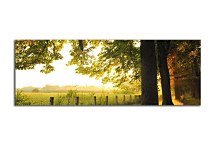 Obrazy Panoráma Stromy zs3260