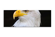 Obrazy Panoráma Zvierat zs3178