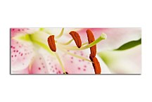 Obraz Panorámy Kvety zs18585