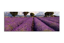 Obrazy Panorámy Levanduľové pole zs3210